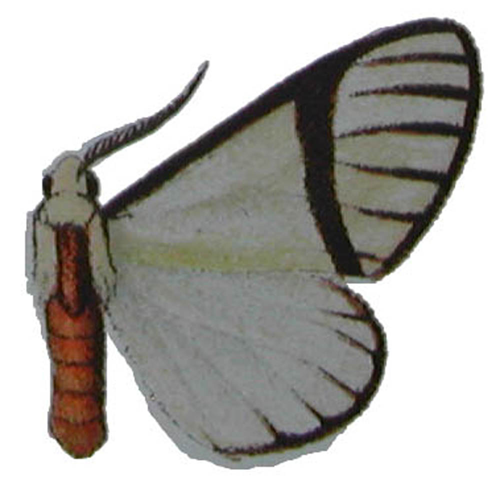 Epanaphe moloneyi