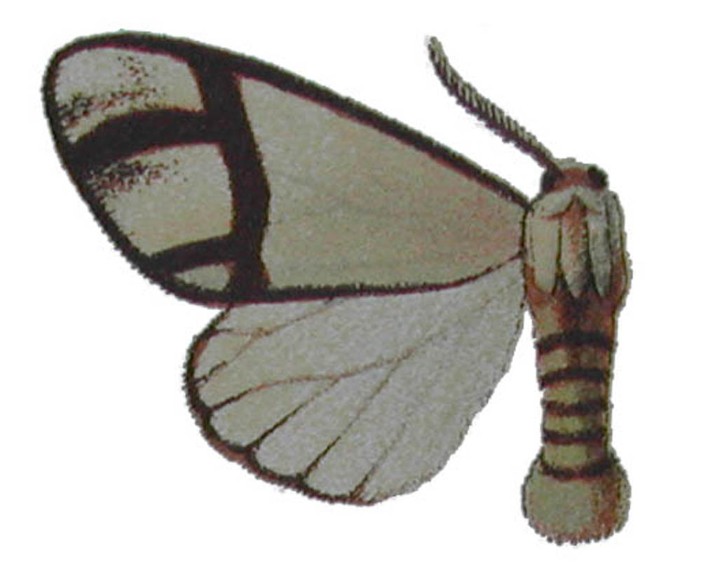 Epanaphe subsordida