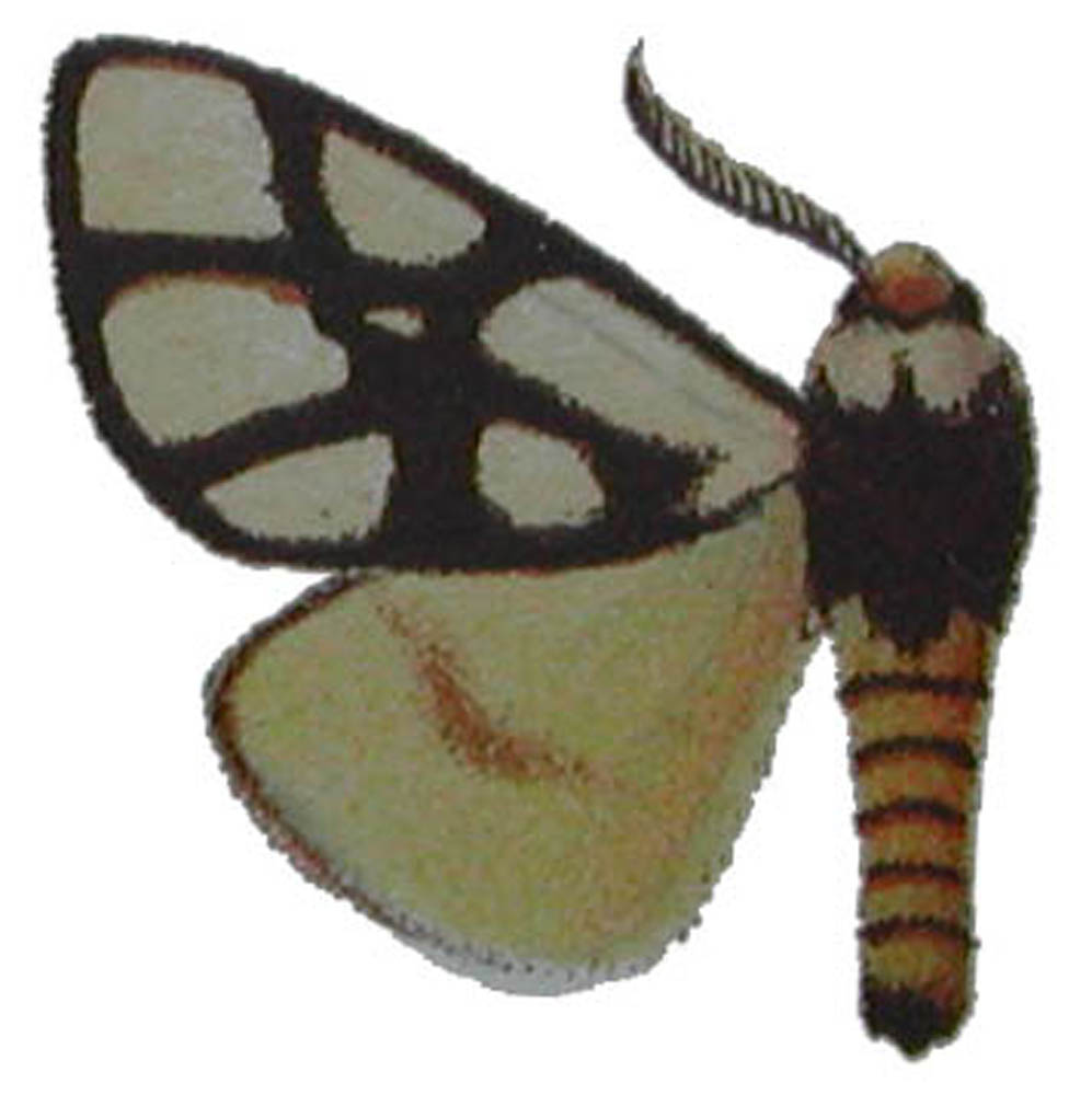 Anaphe reticulata