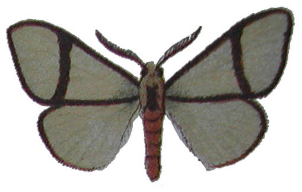 Epanaphe carteri