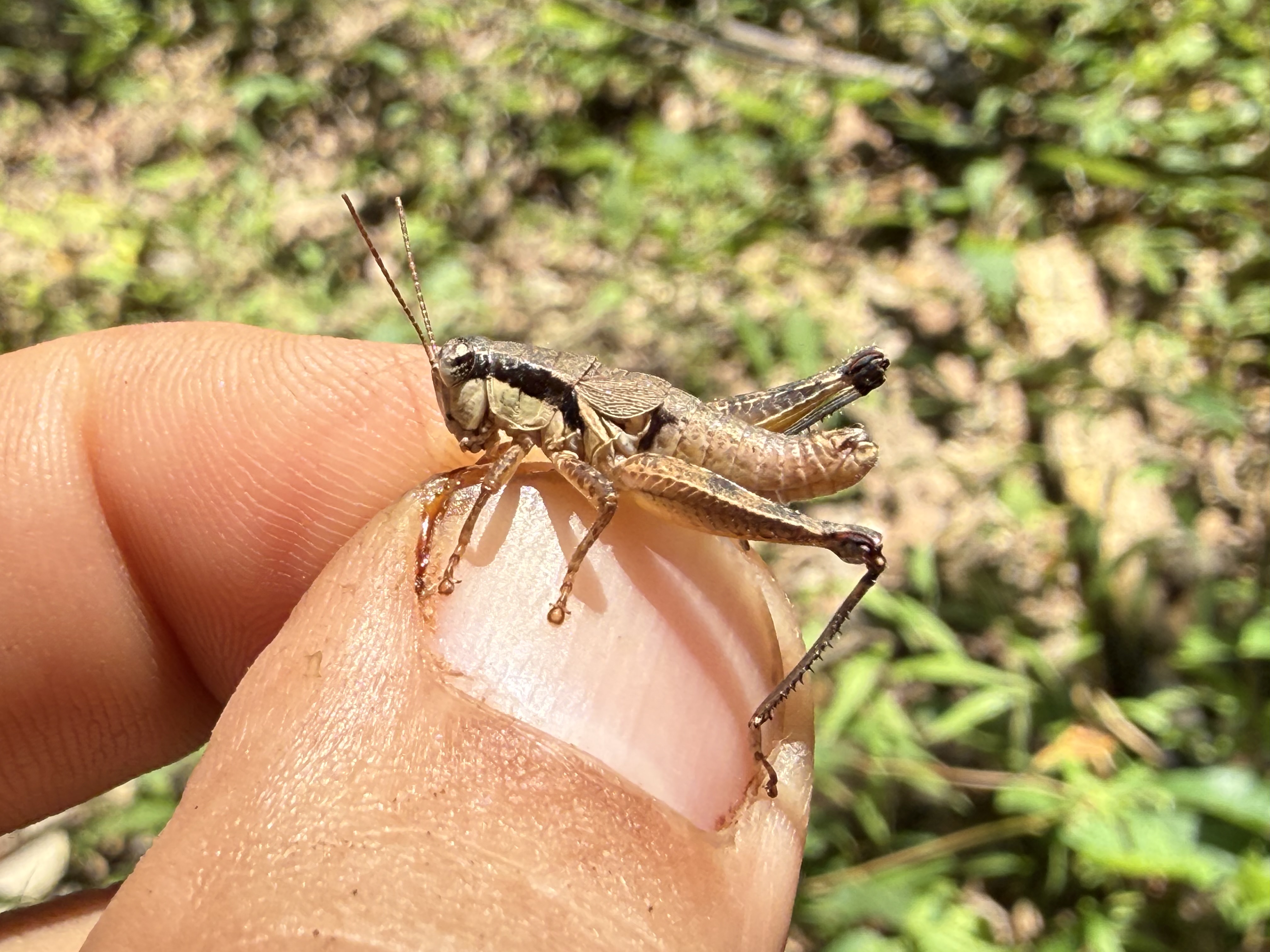 JoVonn holding Paratylotropidia beutenmuelleri