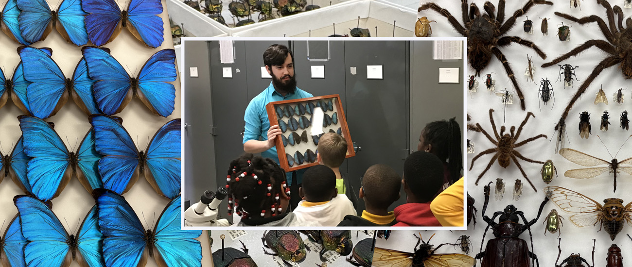 MEM montage Insect montage