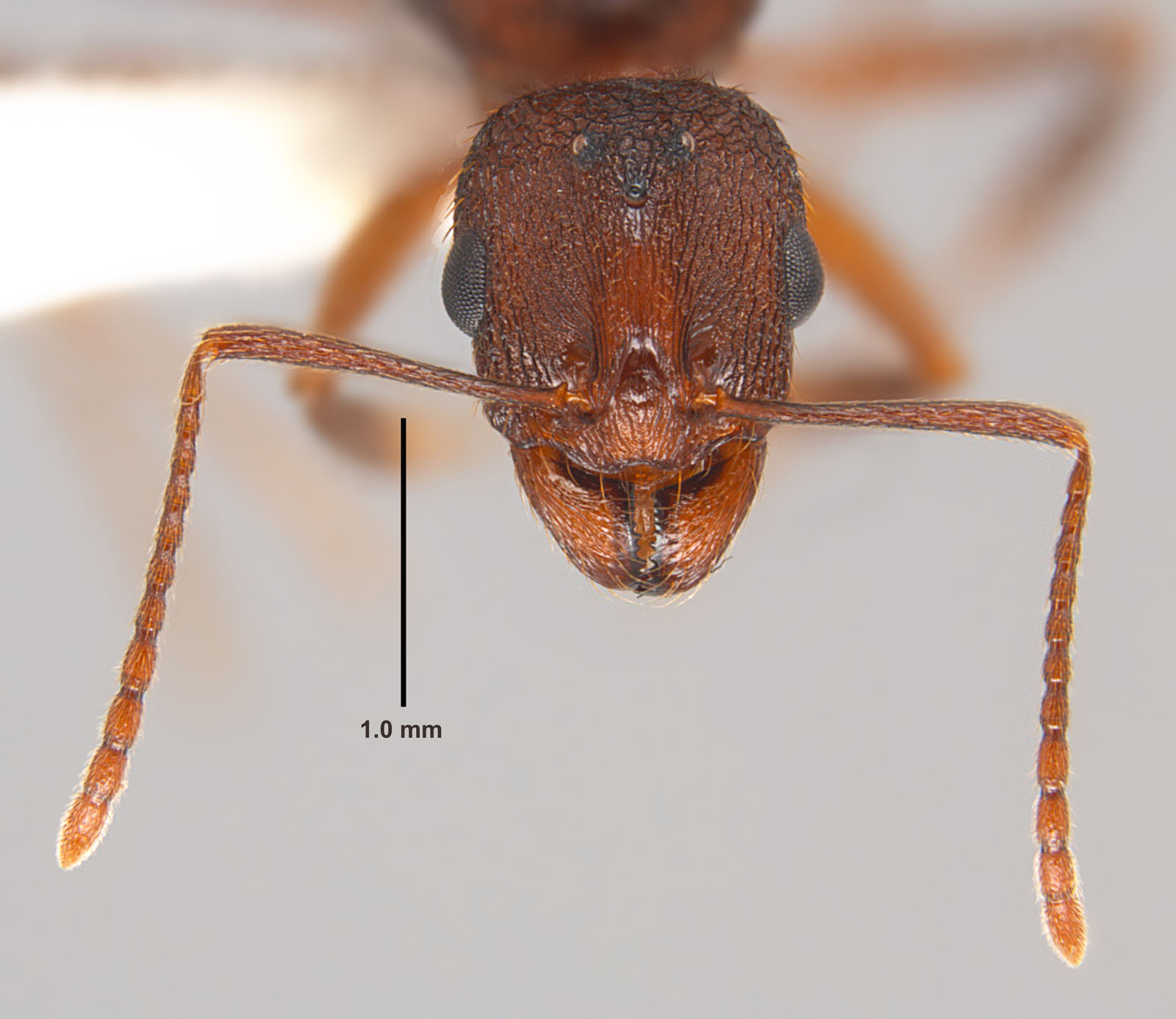 Aphaenogaster fulva queen face