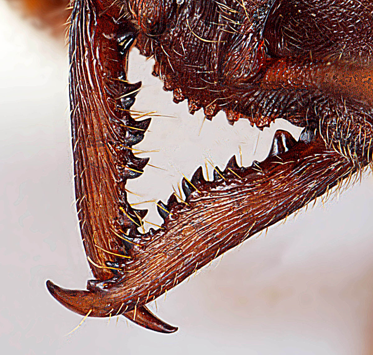 Stigmatomma pallipes worker mandibles Stigmatomma pallipes worker mandibles