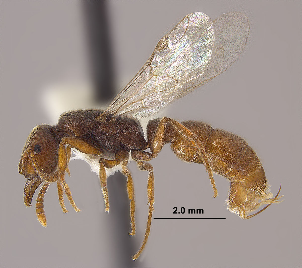 Stigmatomma pallipes queen side Stigmatomma pallipes queen side